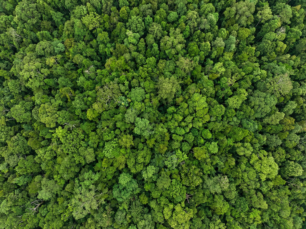 Forest Fire Suppression